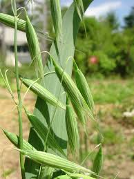 Avena sativa