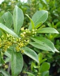Gymnema Sylvestre