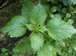 Nettle leaves