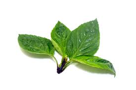 Basil