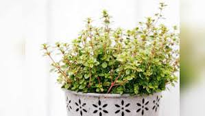 Thyme