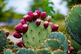 Prickly pear