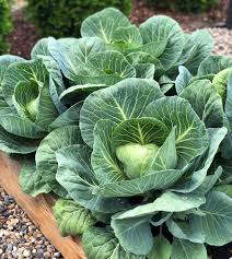 Cabbage